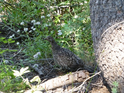 Movie - Grouse and chicks on the PCT - Day 10